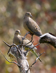 Mourning Doves 6494